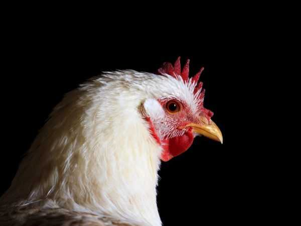 Sussex-kippen zijn een zeldzaam Engels ras