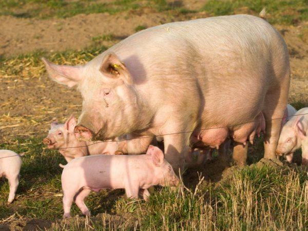 Porc de rasă de stepă albă ucraineană