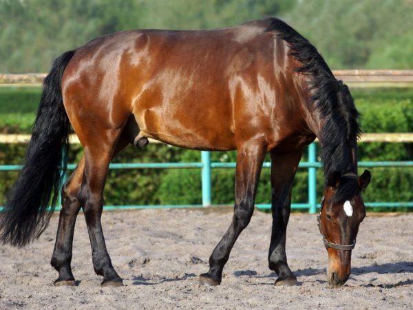 Лошадь Каспийской породы