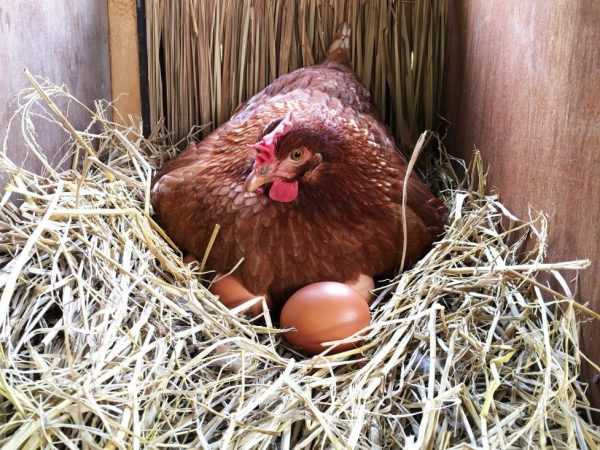 Куриц-несушек разводят для получения крупных яиц
