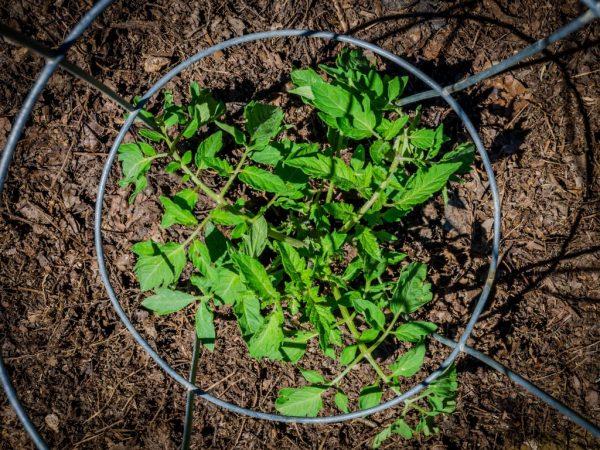 Regler för att plantera tomater för plantor 2019