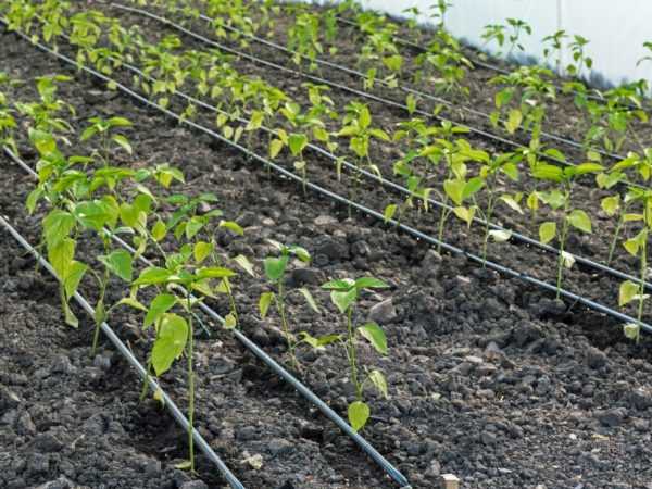 Plantation de plants de laitue poivrée en 2018 selon le calendrier lunaire