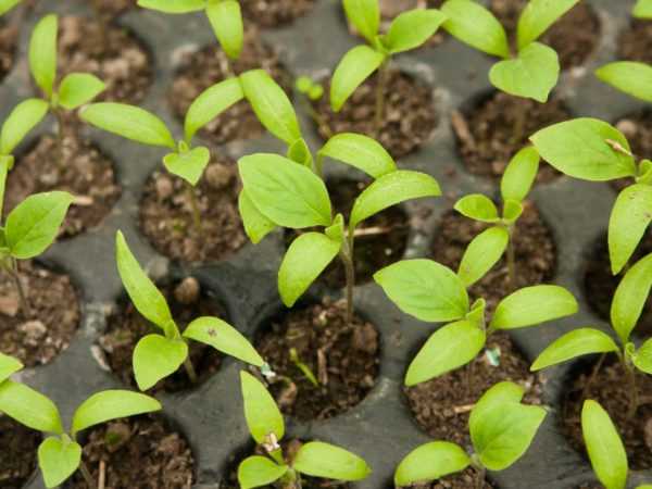 2018年の旧暦によると、レタスピーマンの苗を植える
