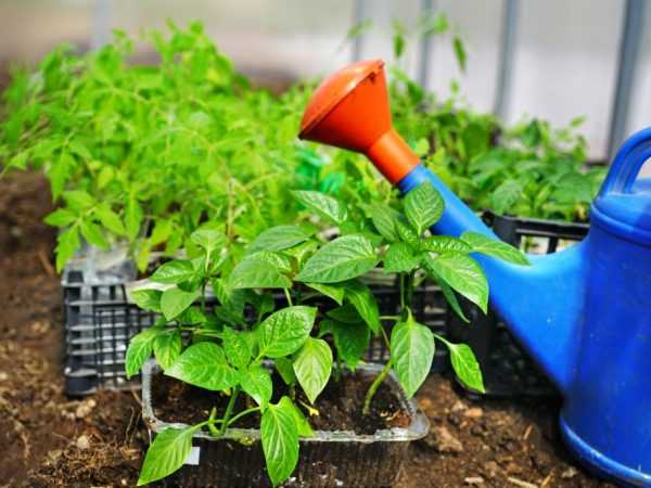 Regler for å plante paprika og tomater i samme drivhus