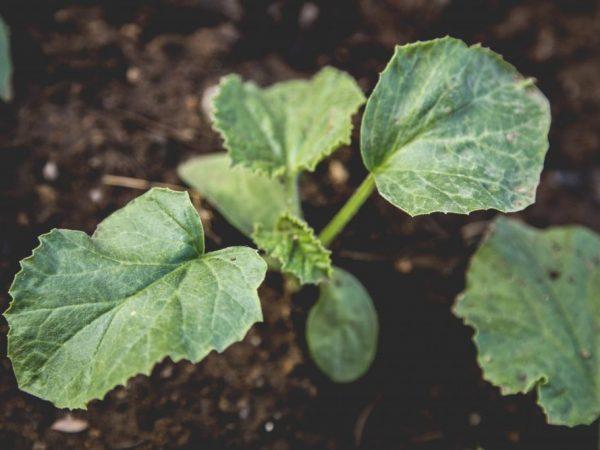 Plantregels voor komkommers in 2019