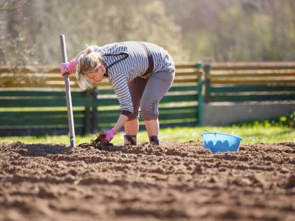 Правила посадки картофеля под лопату