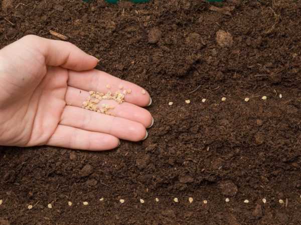 Κανόνες για τη φύτευση τομάτας με σπόρους σε ανοιχτό έδαφος