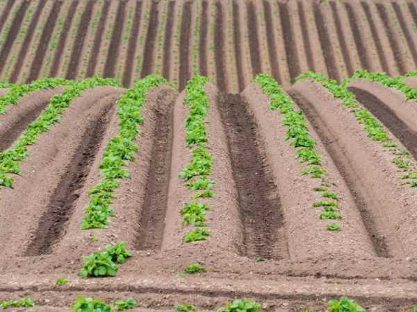 Regler for planting av poteter i åsryggene