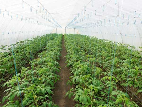 Принцип посадки томатов в теплице