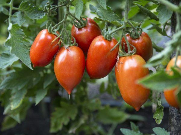 Deskripsi tomat primadona