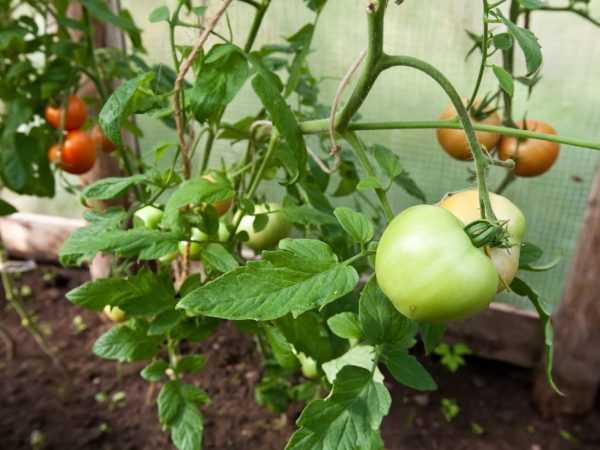 Tomaattien varttaminen