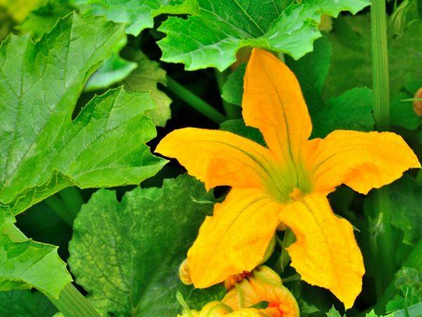 Forebygging av utseendet av golde blomster på zucchini