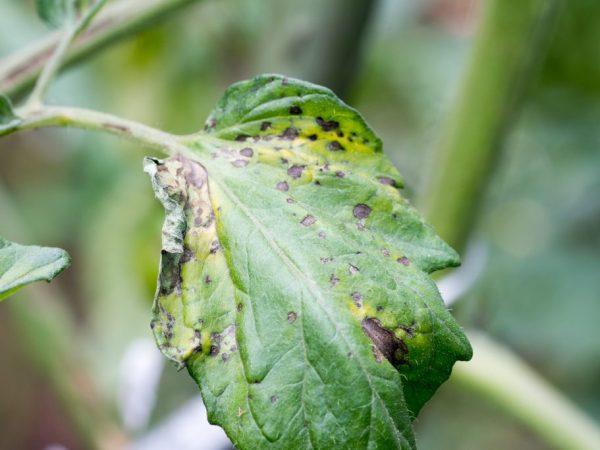 Umiditatea excesivă poate provoca boli fungice.
