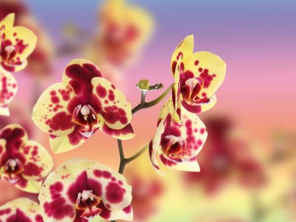 Пятнистая орхидея