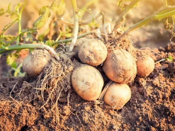 Beschrijving van aardappelen Ramos