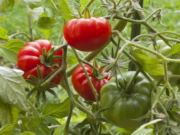 Penerangan mengenai tomato Rhapsody