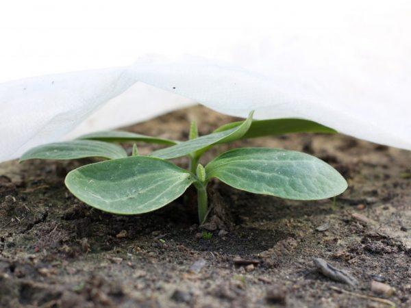 Regler for dyrking av zucchini frøplanter