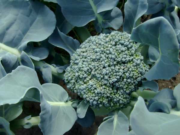 Broccoli is makkelijk te verzorgen
