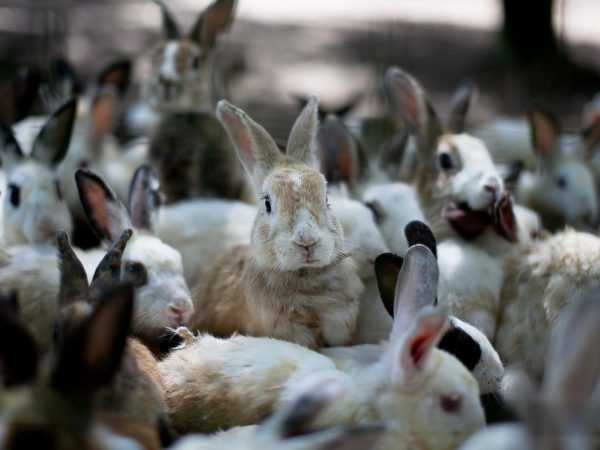 Процесс размножения кроликов