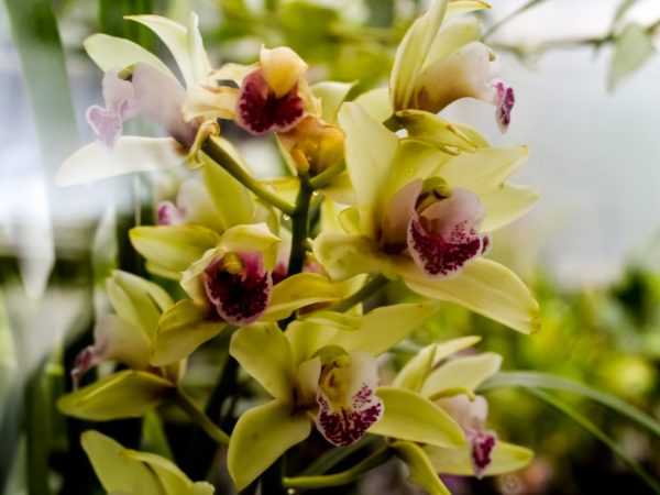 Yadda ake haifuwa orchid tare da peduncle