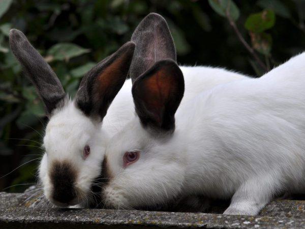 Правильное сведение кроликов