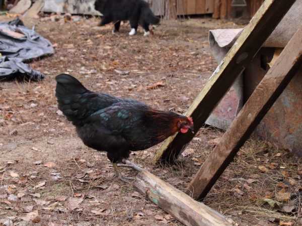 Kippen en vleeskuikens fokken in het land