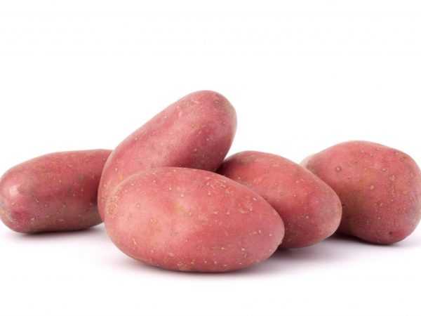 紅娘子土豆的描述