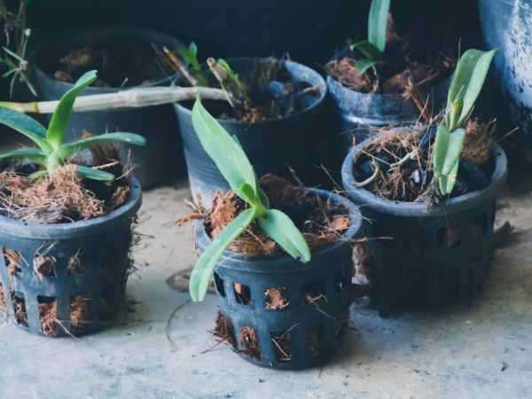 Ribav-extra används för inomhus- och utomhusodling av orkidéer