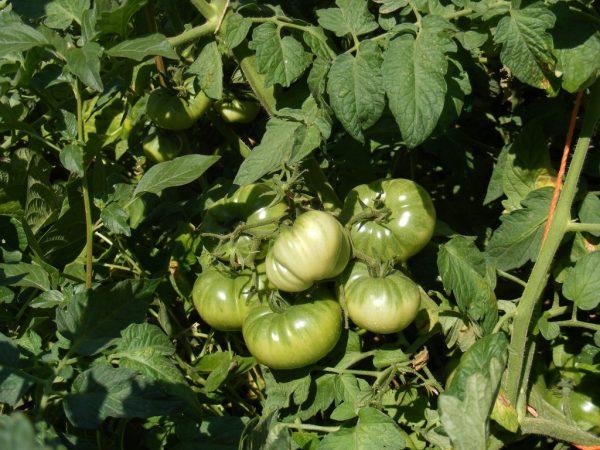 Kjennetegn på tomatsorten Rio Grande