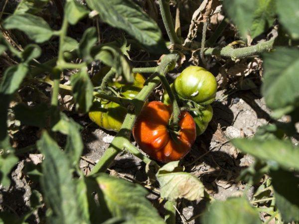 Tomatfrukter behåller sin fräschör under lång tid