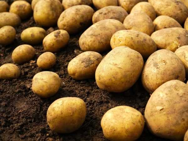 Egenskaper för Riviera-potatis