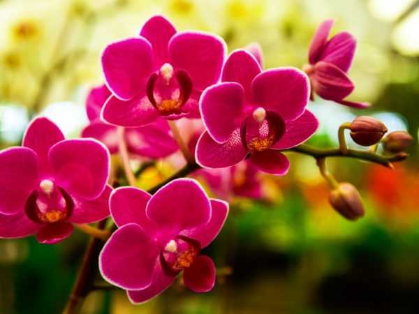 Az orchidea szülőföldje