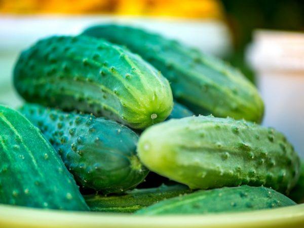 Kenmerken en beschrijving van de variëteit aan komkommers Rodnichok