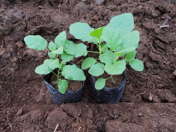 Seedlings za a iya dasa a tsakiyar watan Mayu