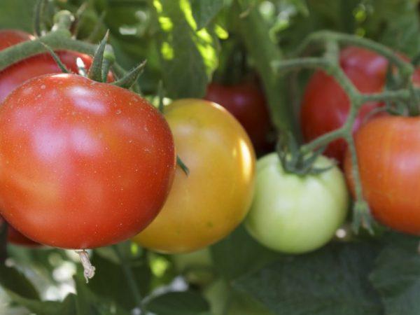 Beschrijving van tomaat Pink King