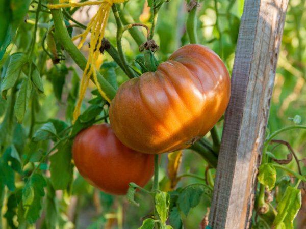 Deskripsi tomat merah muda madu