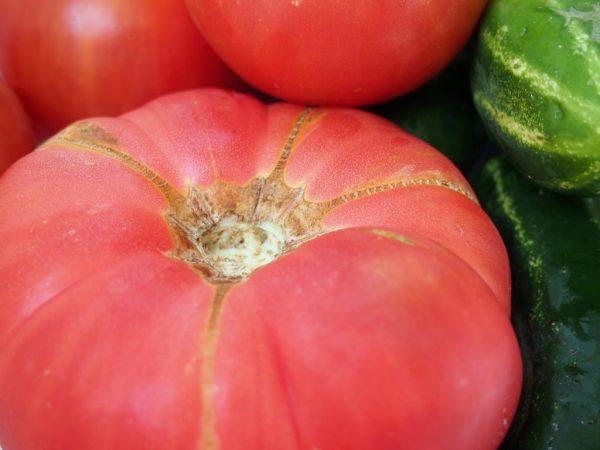 Penerangan dan ciri tomato pelbagai Gajah Merah Muda