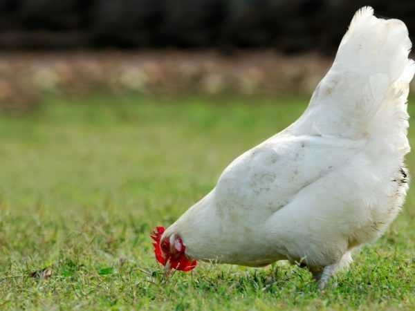 Ras av kycklingar rysk vit