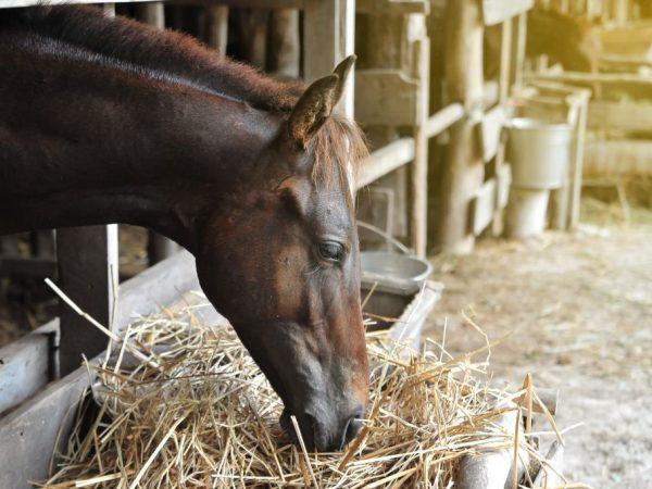 Питание лошади Кабардинской породы