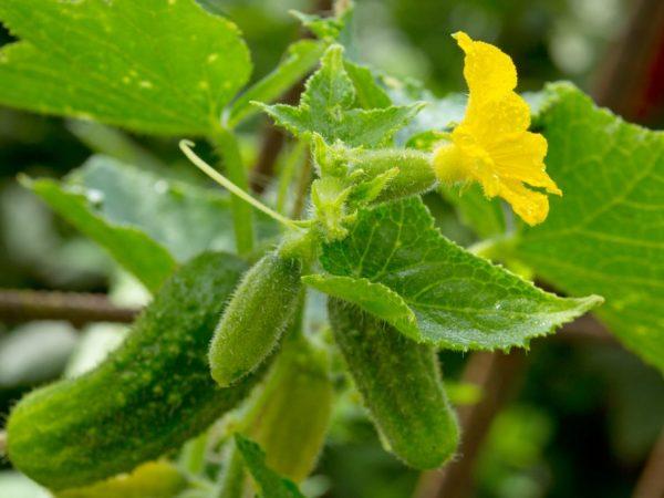 Sorter av självpollinerade gurkor för växthus och fält