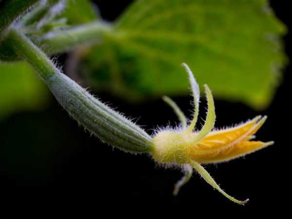 Iri-iri na kai pollinated cucumbers ga greenhouse