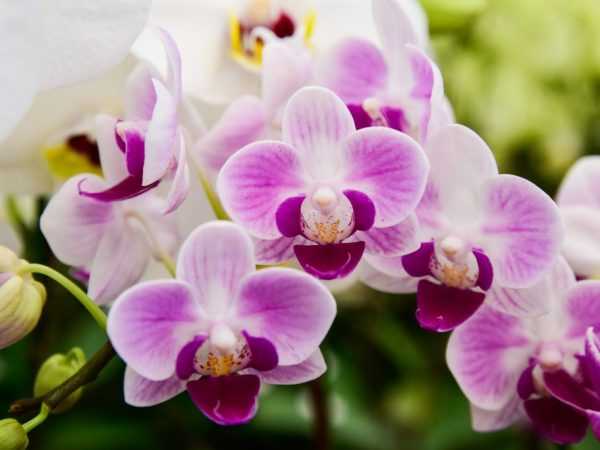 Какие орхидеи самые красивые в мире