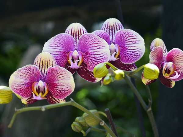 Некоторые орхидеи очень дорогие