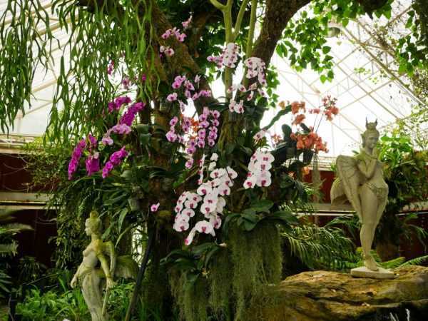 Uvanlige og sjeldne orkidearter