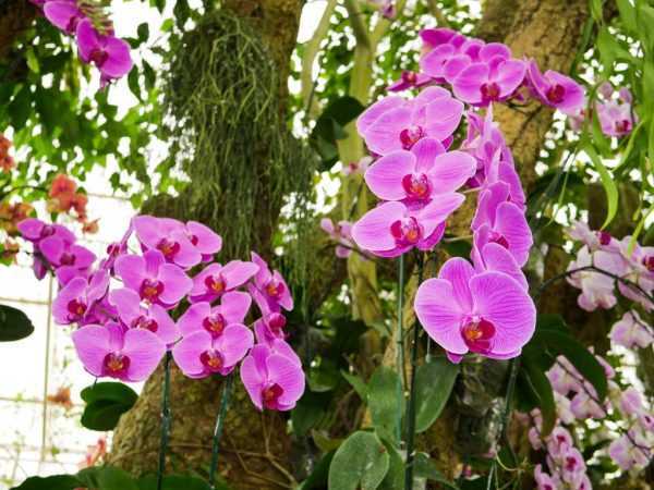A Coleman-orchidea a phalaenopsis család ritka tagja