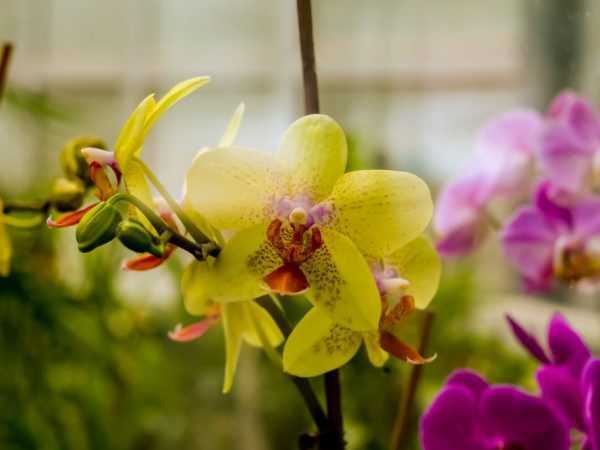 Гавайская болотная орхидея относится к семейству эндемиков