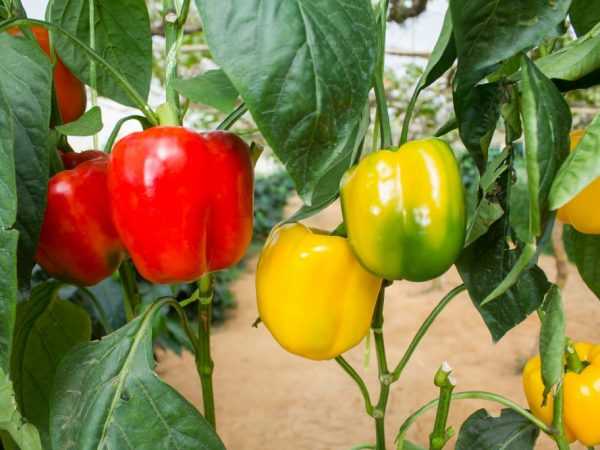 Charakteristika produkčních odrůd pepře