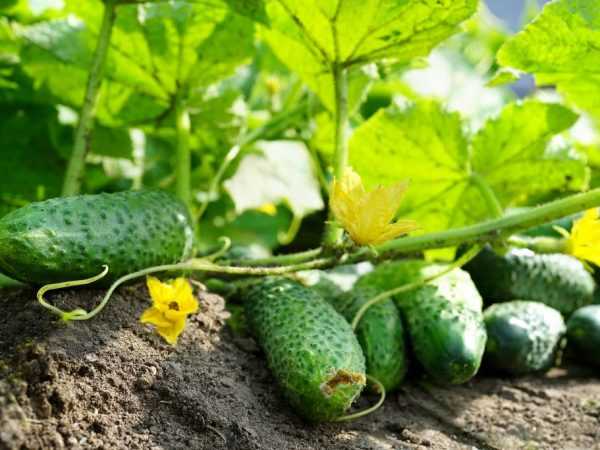 De mest produktiva sorterna av gurkor för växthus