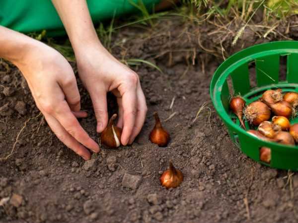 Regler för höstplantering av tulpaner i Leningrad-regionen