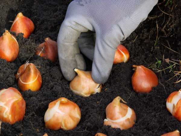 Tulpaner rekommenderas att planteras i mitten av september